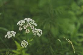 Attēlu rezultāti vaicājumam “Umbelliferae”
