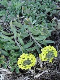 Attēlu rezultāti vaicājumam “Alyssum gmelinii”