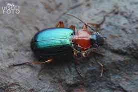 Attēlu rezultāti vaicājumam “Lebia chlorocephala”