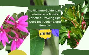 Attēlu rezultāti vaicājumam “Lobeliaceae”