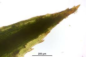 Attēlu rezultāti vaicājumam “Polytrichastrum longisetum”