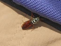 Attēlu rezultāti vaicājumam “Acantholyda posticalis”