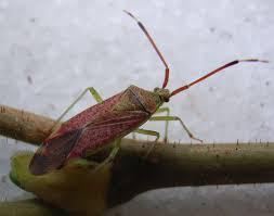 Attēlu rezultāti vaicājumam “Pantilius tunicatus”