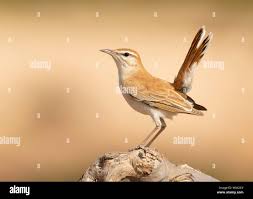 Image result for Cercotrichas galactotes