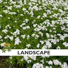 Image result for Galium odoratum