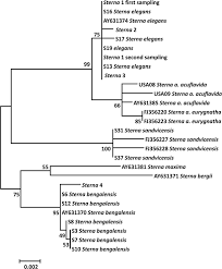 Image result for Sterna acuflavida