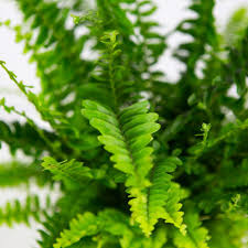 Image result for НЕФРОЛЕПИС (Nephrolepis