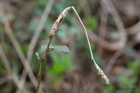 Attēlu rezultāti vaicājumam “Diastrophus rubi”