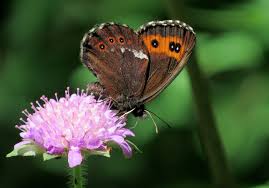 Attēlu rezultāti vaicājumam “Erebia ligea”