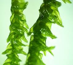 Attēlu rezultāti vaicājumam “Anomodon attenuatus”