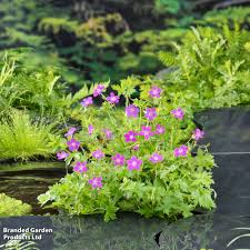Attēlu rezultāti vaicājumam “Geranium palustre leaf”