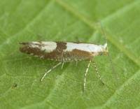 Attēlu rezultāti vaicājumam “Argyresthia pruniella”