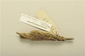 Image result for Anthus godlewskii