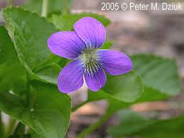 Attēlu rezultāti vaicājumam “Viola sororia”