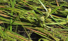 Attēlu rezultāti vaicājumam “Sparganium minimum fruit”