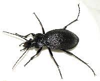 Attēlu rezultāti vaicājumam “Carabus hortensis”