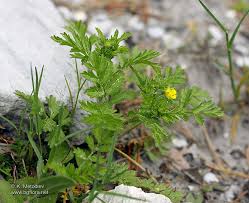 Attēlu rezultāti vaicājumam “Potentilla supina flower”