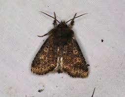 Attēlu rezultāti vaicājumam “Mniotype satura”