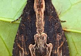 Attēlu rezultāti vaicājumam “Dypterygia scabriuscula”