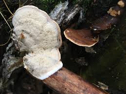 Attēlu rezultāti vaicājumam “Bjerkandera fumosa”