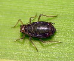 Attēlu rezultāti vaicājumam “Rhopalosiphum oxyacanthae”