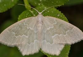 Attēlu rezultāti vaicājumam “Jodis putata”