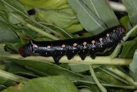 Attēlu rezultāti vaicājumam “Hyles gallii larva”