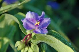 Attēlu rezultāti vaicājumam “Tradescantia virginiana flower”