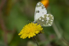 Attēlu rezultāti vaicājumam “Pontia edusa underside”