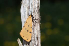 Attēlu rezultāti vaicājumam “Setina irrorella”