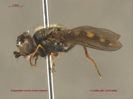 Attēlu rezultāti vaicājumam “Eupeodes nielseni”