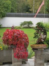 Image result for parthenocissus bonsai
