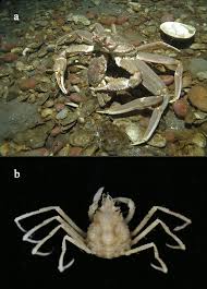 Image result for Chionoecetes opilio