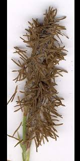 Attēlu rezultāti vaicājumam “Carex hirta male flower”