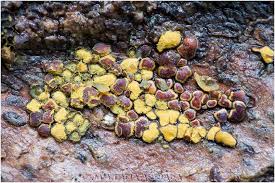 Attēlu rezultāti vaicājumam “Perichaena depressa”