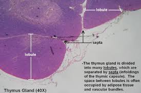 Image result for Thymus