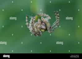 Attēlu rezultāti vaicājumam “Gibbaranea gibbosa”