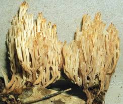 Attēlu rezultāti vaicājumam “Clavicorona pyxidata”