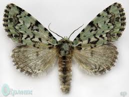 Attēlu rezultāti vaicājumam “Moma alpium”