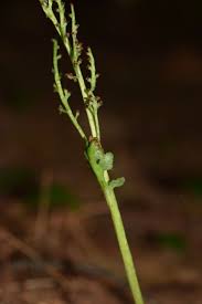 Attēlu rezultāti vaicājumam “Botrychium matricariifolium”