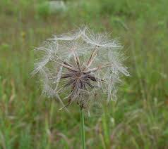 Image result for Tragopogon pratensis
