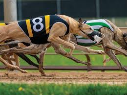 Image result for Reading Greyhound Track