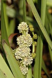 Attēlu rezultāti vaicājumam “Sparganium neglectum fruit”
