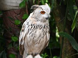 Attēlu rezultāti vaicājumam “Bubo bubo”