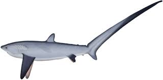 Image result for Alopias pelagicus