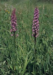 Attēlu rezultāti vaicājumam “Serpoleskea subtilis”