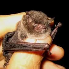 Attēlu rezultāti vaicājumam “Myotis sp.”