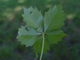 Attēlu rezultāti vaicājumam “Parthenocissus quinquefolia leaf”