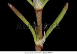 Attēlu rezultāti vaicājumam “Spergularia rubra leaf”