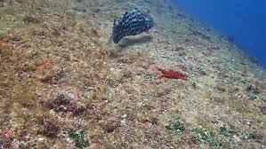 Image result for Mycteroperca venenosa